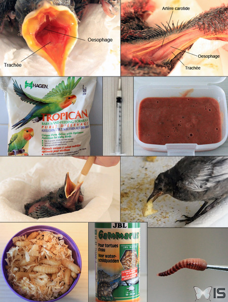 Les différents types d'aliments, l'anatomie et le mode de nourrissage d'un bébé merle noir